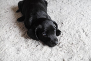 Adorable little dog resting on carpet